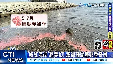 【每日必看】"粉红海岸"超梦幻! 澎湖珊瑚产卵季奇景 20230506 @CtiNews - 天天要闻