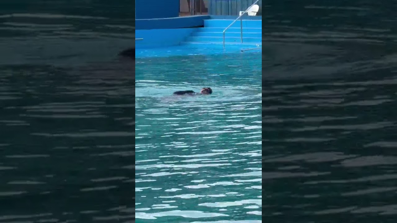 Natación a full 2026
