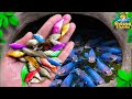 Catch Colorful Ornamental Fish In Tiny Pond, Arowana Fish, Platy Fish, Betta Fish, Guppy Fish, Koi