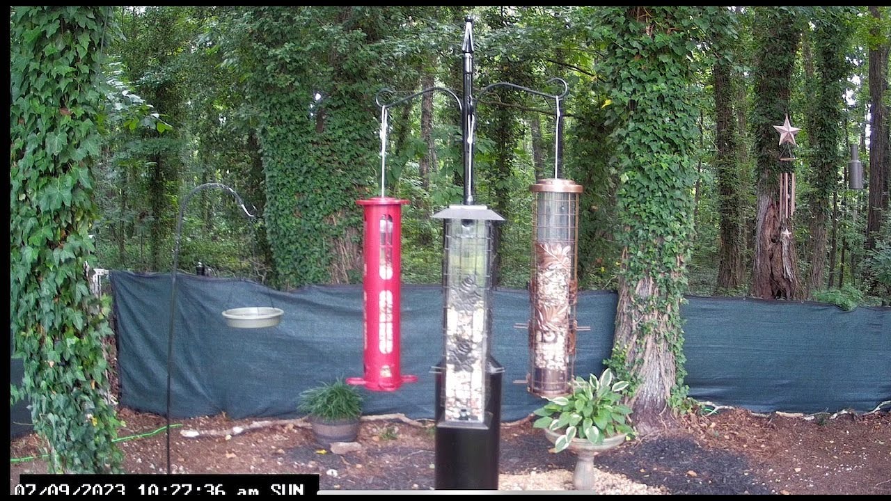 LIVE - Sunday Bird Buffet & Chorus of Wrens, Cardinals, Blue Jays, Gold ...
