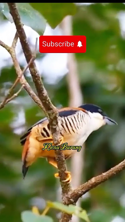 Masteran Burung #wambi #kacer #cucakijo #cucakrowo #sogon #konin  #pentet  #murai #branjangan