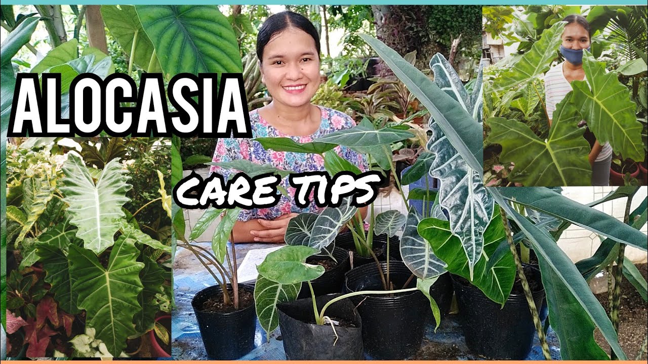 ALOCASIA CARE TIPS + ALOCASIA NAMES 