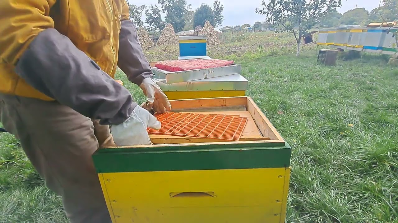 38. Pregatesc coloniile de albine , pentru ernat.