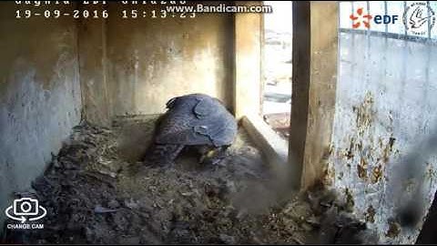 EDF Gdynia  Poland - Bonding Bosman & Bryza , He departure later She -2016 09 19 15 08 -17 25