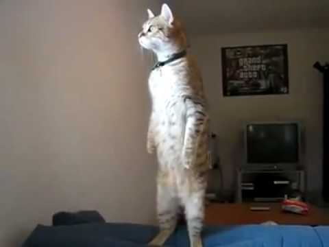 Standing Cat is watching You!