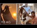 113 kg big kota andul goat available at jd goat farm mumbai