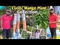 all types mango plant available. fruit plant. exotic fruit plant. all types of fruit plant available