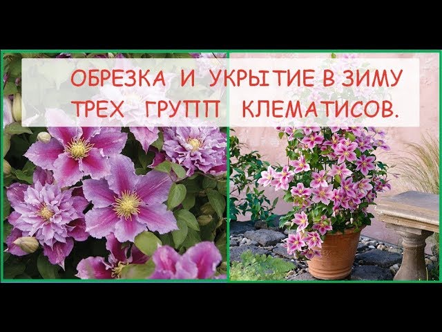 Обрезка и укрытие в зиму клематисов 2-3 группы обрезки.