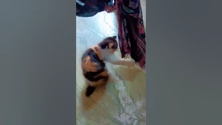 Video 10479071: persian cat dog kitten, persian kitten dance, breed