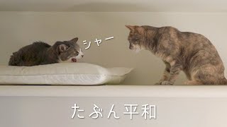 たぶん平和な天井付近の猫達 | #モアクリ Vlog058