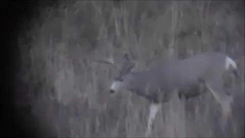 4 Day Wyoming Rifle Hunt 2014 - MonsterMuleys.com