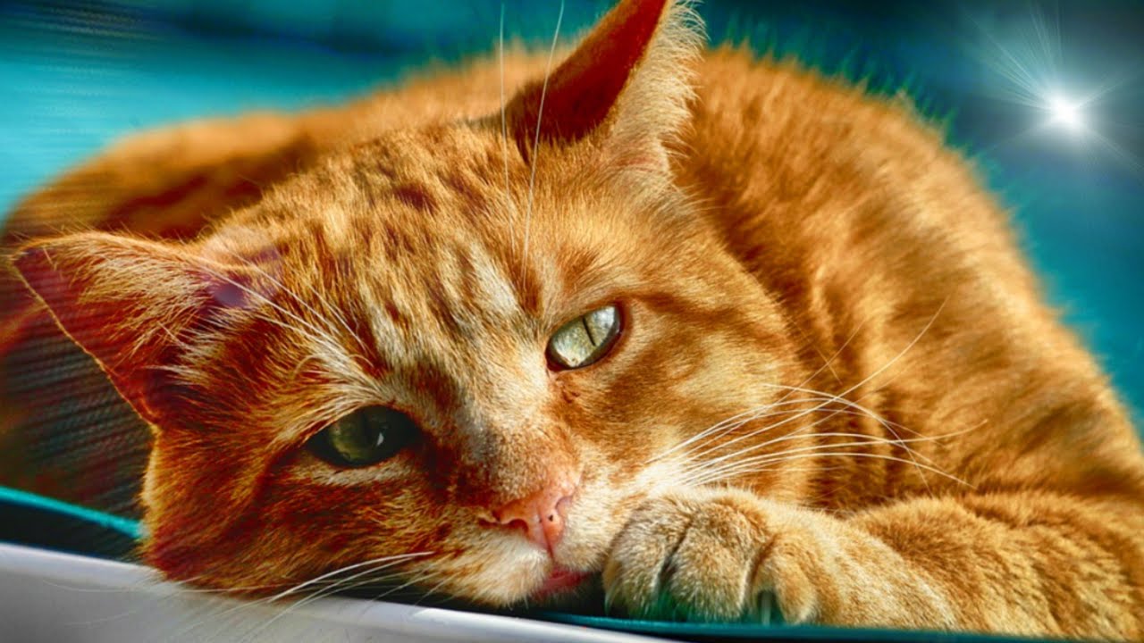 Quantos anos um Gato vive? Saiba quantos anos vive um Gato YouTube Quantos anos um Gato vive? Saiba quantos anos vive um Gato YouTube