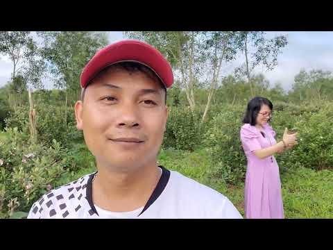Video Thánh cô thăm vườn sim...! - youtube