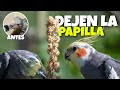 Que Hacer para que un pájaro pequeño empiece a comer semillas | Animal Tropic