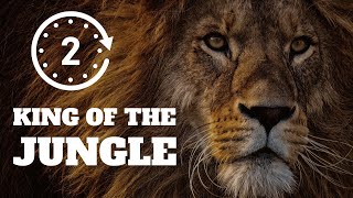 Lion Animal 4K Wallpaper For PC (No Sound), perfect for studying, meditation, working, 2 Hours