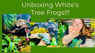 Unboxing White’s Tree Frogs from Josh’s Frogs!!!