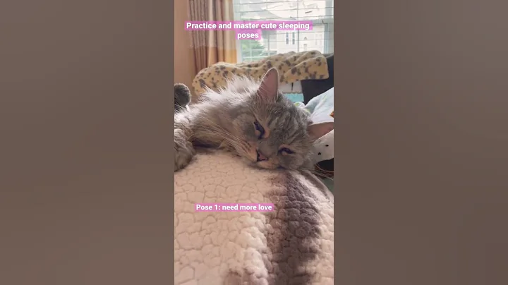 Video 348571: siberian cat, meow happy, kitty