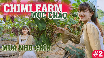[ Tập 2 ] HÁI MẬN VÀ THAM QUAN CHIMI FARM MỘC CHÂU   || 1998 Vlogs