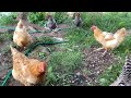 What Happens When you dont clean the chicken waterer?