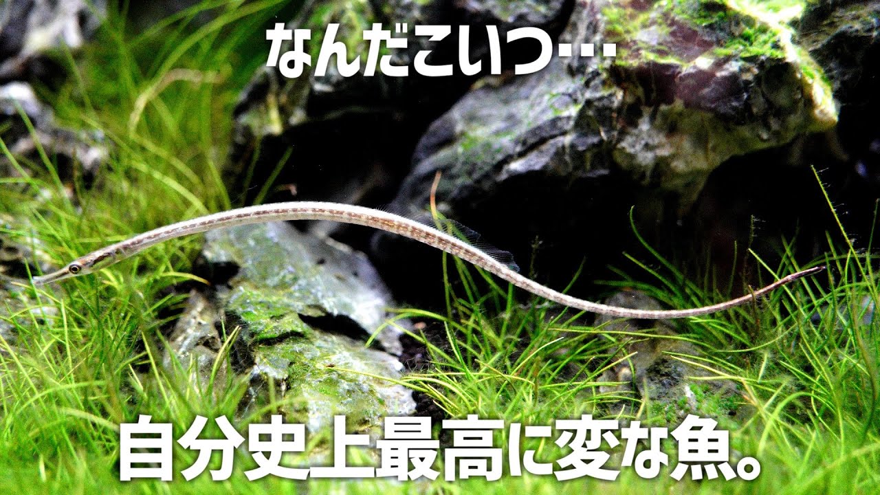熱帯魚 極美個体！ - 熱帯魚のmishima