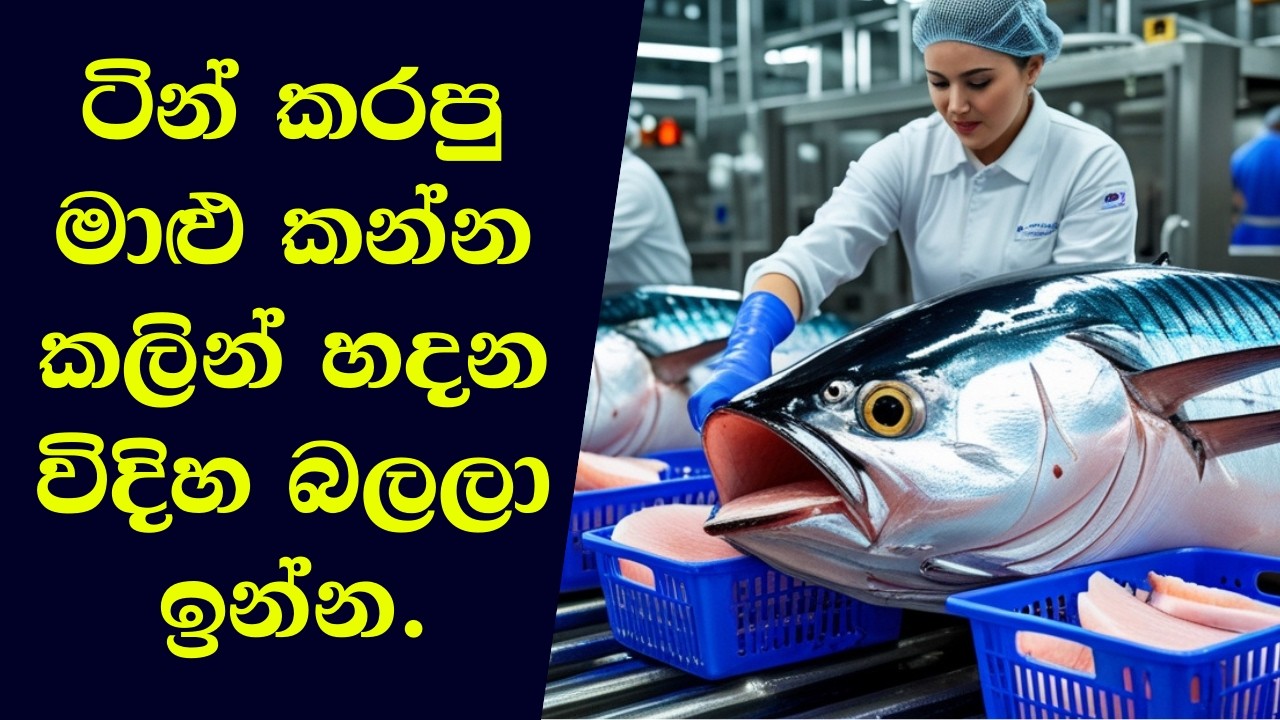 මාළු අල්ලා ටින් කළ ටූනා බවට පත් කරන ආකාරය