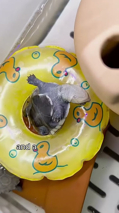 Affectionate twin turtles.#shortvideo #turtle #cute #animals #healing #love
