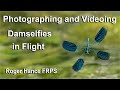 Photographing and Videoing Damselflies in Flight using the OM1mkII and the 150-400mm