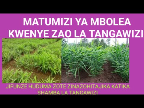 Video: Mbolea Kwa Petunias: Sheria Za Kulisha Petunias Baada Ya Kuota Kwa Ukuaji. Jinsi Ya Kulisha Miche Kwa Maua Mengi?