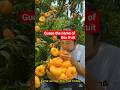 Guess the name of this fruit #fruit #fruitlovers #facts #top5 #fruitideas #didyouknow #fypシ゚viral