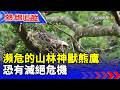 瀕危的山林神獸熊鷹 恐有滅絕危機【熱線追蹤】