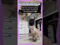 Nothing can stop the Cat.
