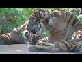 Meet Oklahoma City Zoo's new baby tiger cub, Lucanus