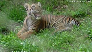 Meet Oklahoma City Zoo's new baby tiger cub, Lucanus