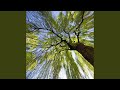 Willow mp3