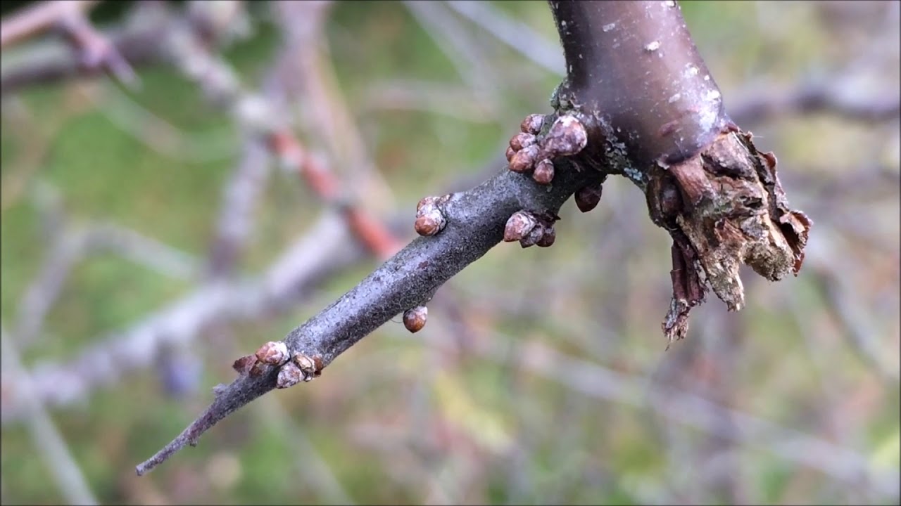 Blackthorn (Prunus spinosa) - thorns close up - January 2018 - YouTube