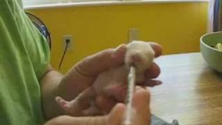 How to bottle feed a baby bunny, part 2