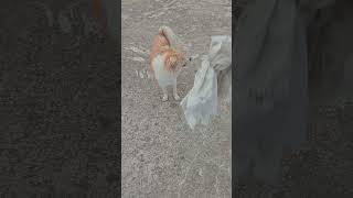 Puppy Dog Morning Playtime Fun #pets #dog #playtime