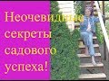 Неочевидные секреты успеха в моём саду