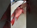 幻の魚が養殖された！編 vol.721