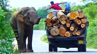 Crazy man try to touch while elephant