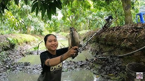 TÁT ĐÌA BẮT CÁ ĂN TẾT Catching fish for Tet #sănbắtmiềntây