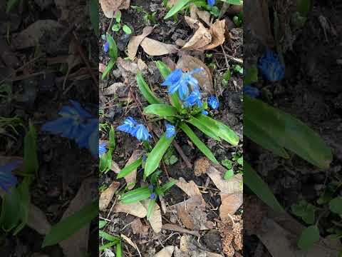 Video: Siberian Scilla: Beschreibung, Pflanzung, Pflege, Foto