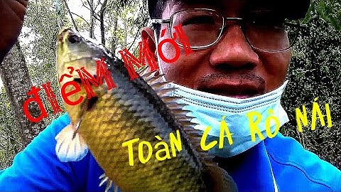 câu cá rô đồng trúng ổ cá rô mề trong đám lục bình Trung Miền Tây T4