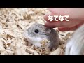 ロボロフスキーハムスターもこんなに人に慣れるんです！と自慢しようと思ったのに…
