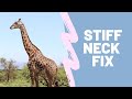 4 Simple Exercises to Fix Your Stiff Neck (Now!)