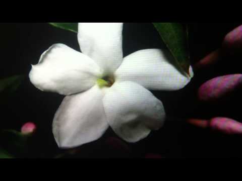 เดือนเพ็ญ (บรรเลงขลุ่ยไทยกับธรรมชาติ) - อาจารย์ ธนิสร์ ศรีกลิ่นดี