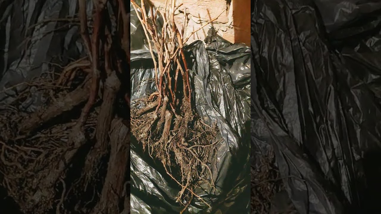 50% СКИДКА НА САЖЕНЦЫ!!!🍇🍇🍇 Telegram, WhatsApp, Vlber и MAX +79528500417. Тел. +79054033245.