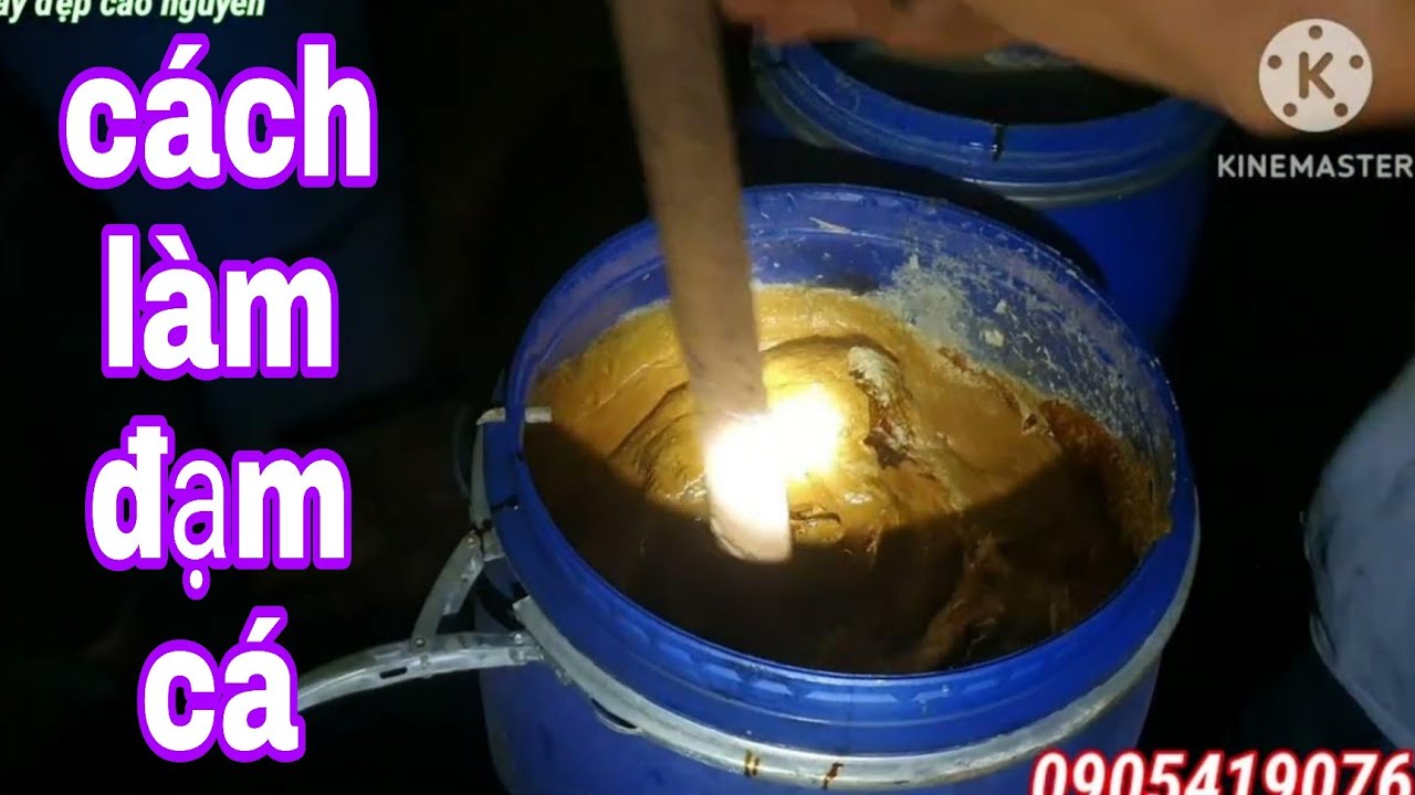 ủ đạm cá | quy trình ủ đạm cá bón cây cà phê| cách làm đạm cá