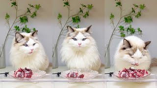 【珍珠米超珍】#24 沉浸式吃播 ASMR 生骨肉 | 补充满满牛磺酸的一天#吃货猫 #沉浸式吃饭 #布偶猫