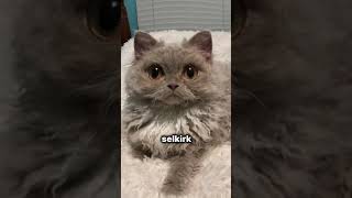 Discover the Selkirk Rex, “breed cat” a very cute pet